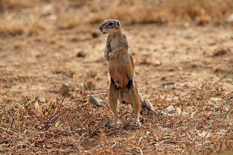 Cape ground squirrel
