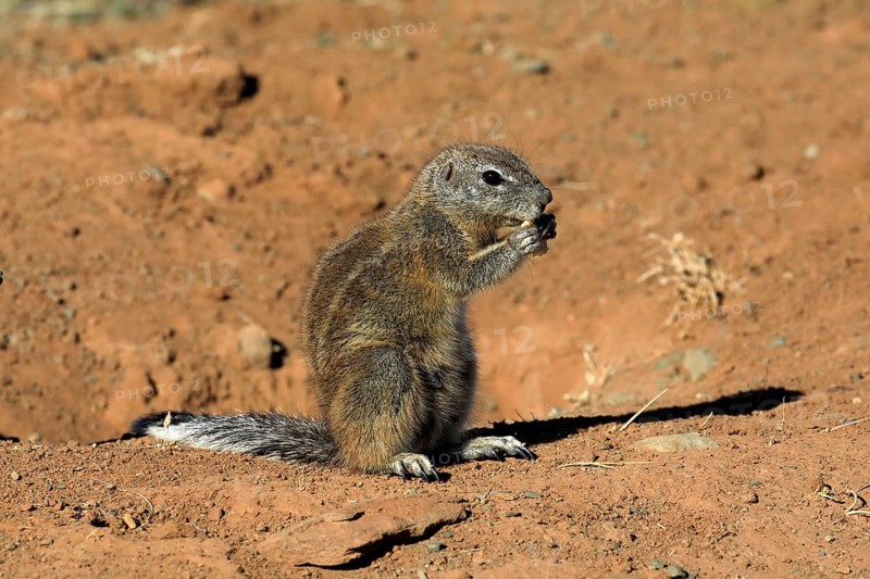 Cape ground squirrel