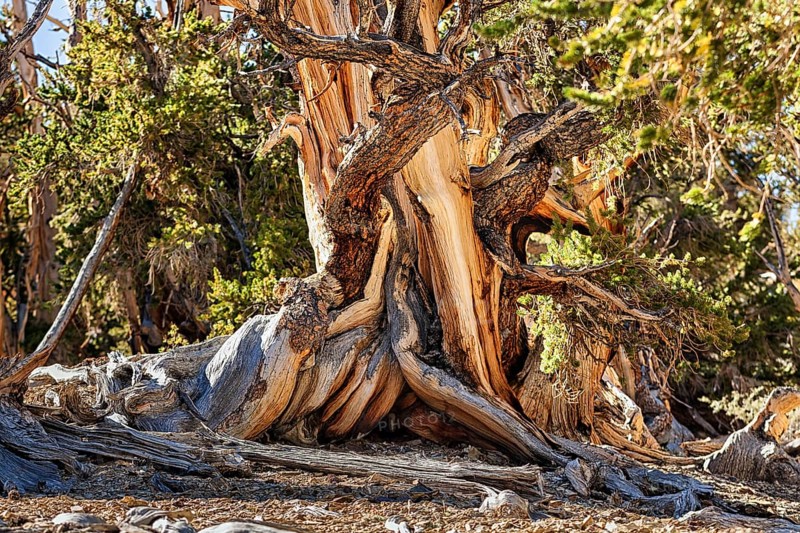 Gnarled log