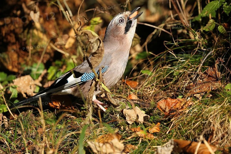 Eurasian jay