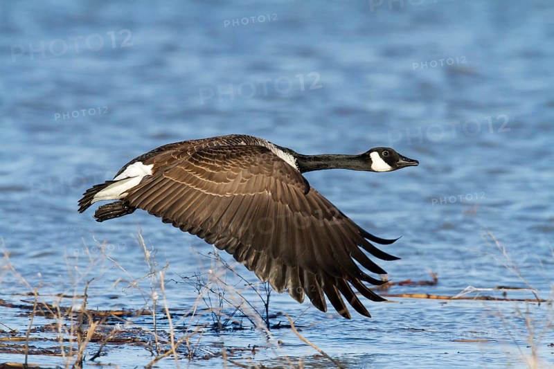 Canada goose