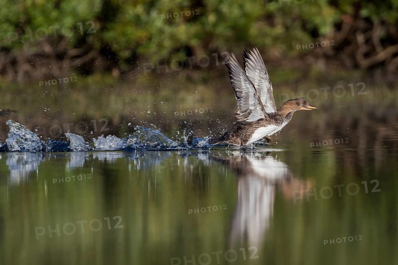 Two females hooded merganser