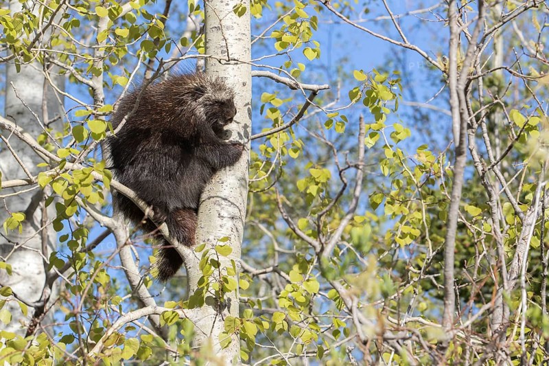 North american porcupine