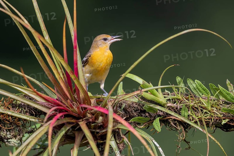 Baltimore oriole