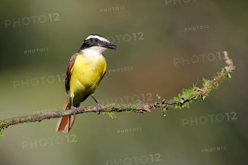 Great kiskadee