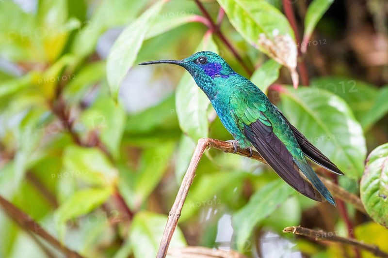 Mexican violetear