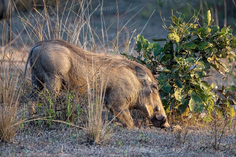 Common warthog