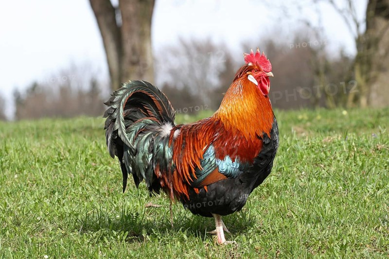 Domestic fowl