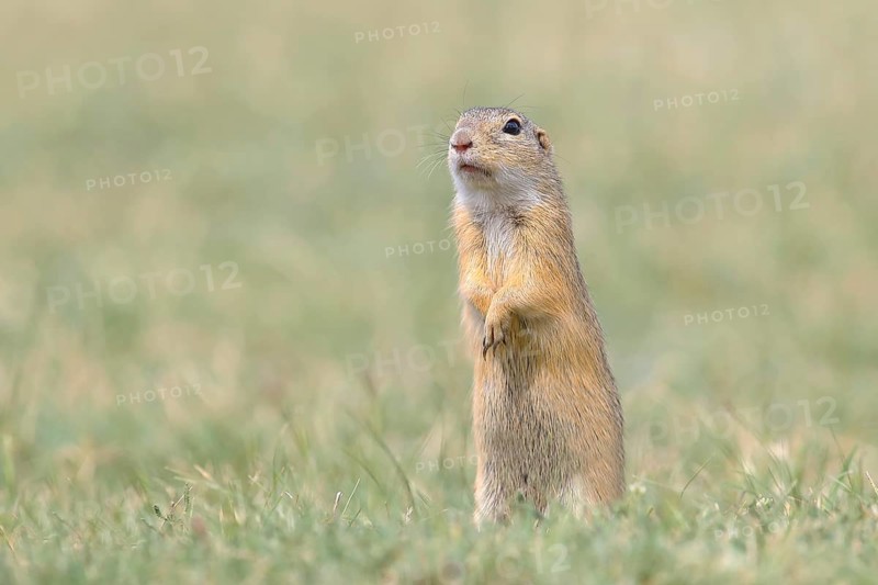 European ground squirrel