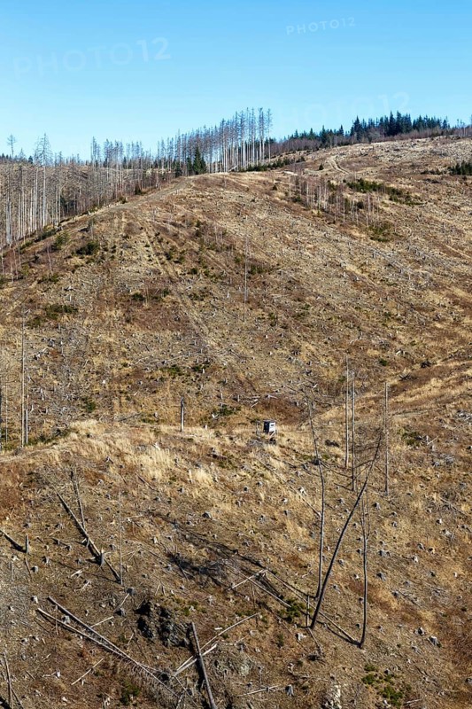 Environmental destruction Climate crisis Climate change Environment Destruction Landscape Nature Forest Dieback at the Brocken in the Harz Mountains