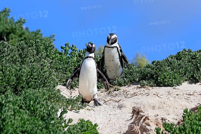 African penguin