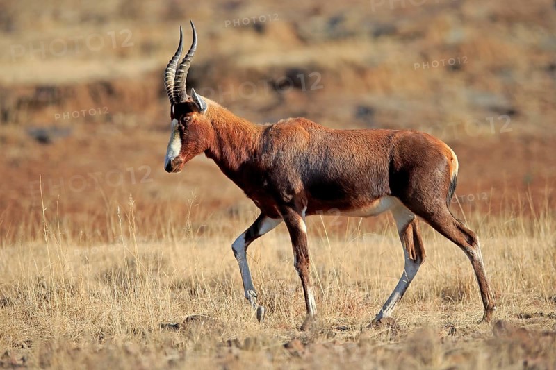 Bontebok