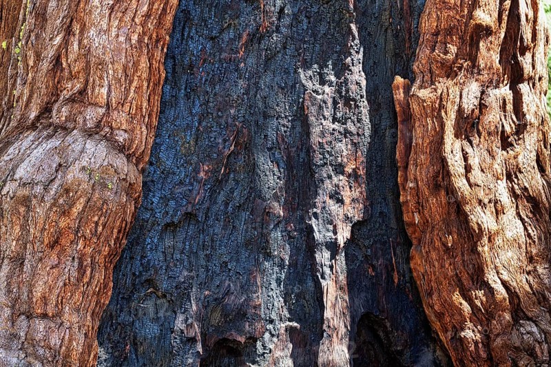 Tree trunk