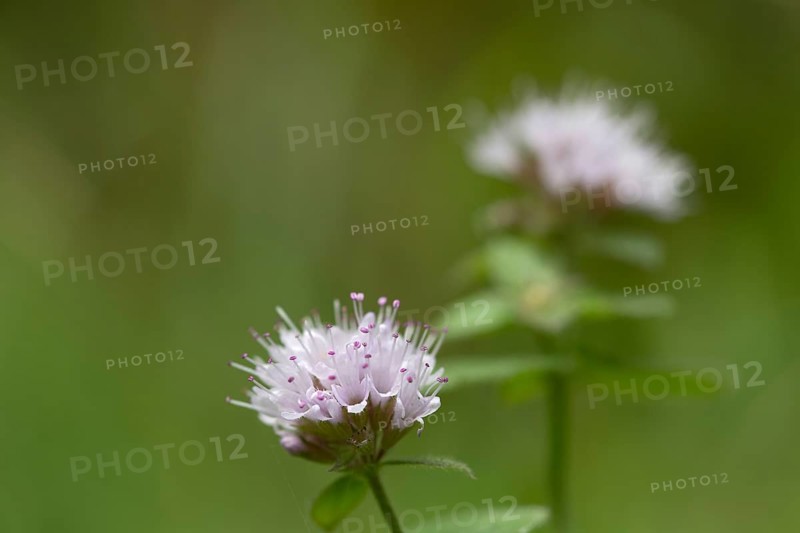Water mint