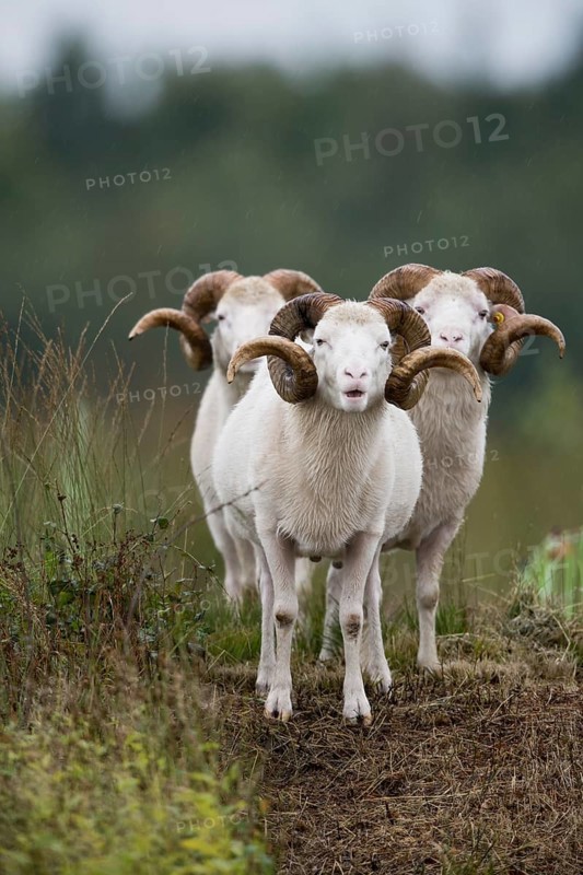 Ram