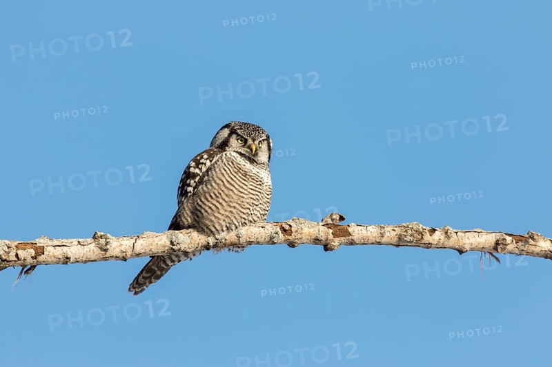 Hawk owl