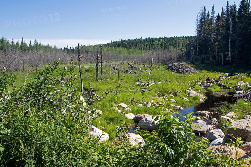 Abandoned North American beaver pond with growing vegetation