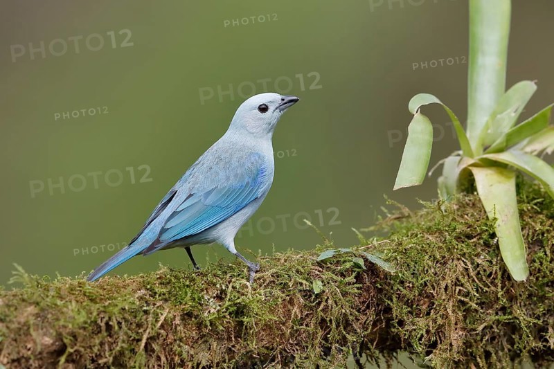 Blue Tanager also called blue-gray tanager