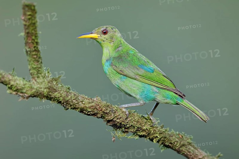 Green honeycreeper