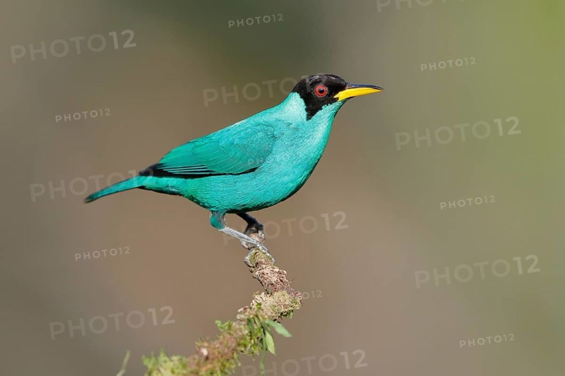 Green honeycreeper
