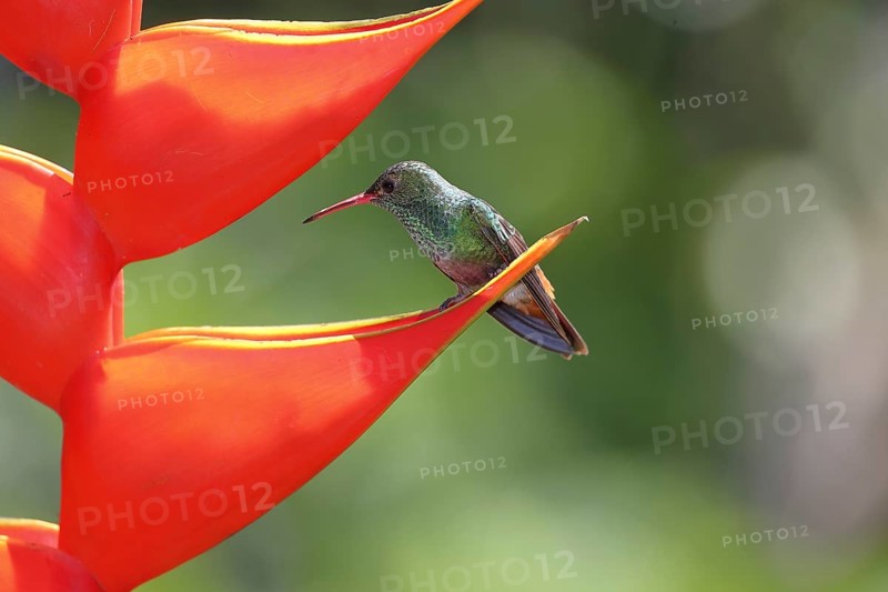 Rufous-tailed hummingbird