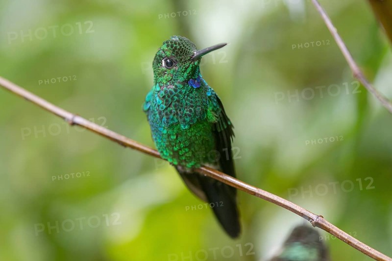 Green-crowned brilliant