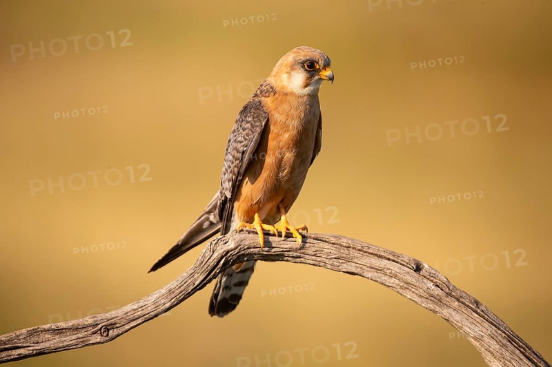 Red-footed Falcon
