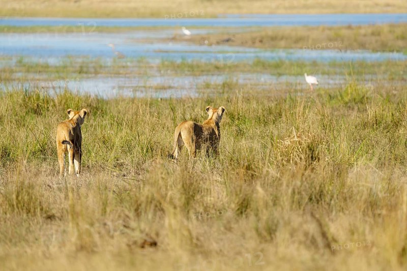 Lionesses