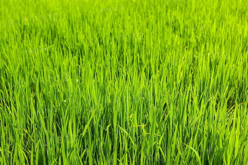 Rice paddy field close up. Tamil Nadu