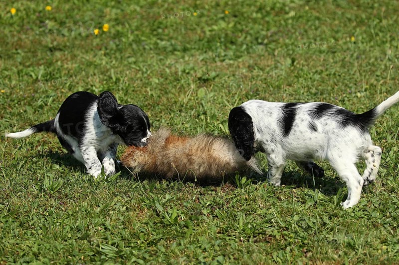 Hunting dog