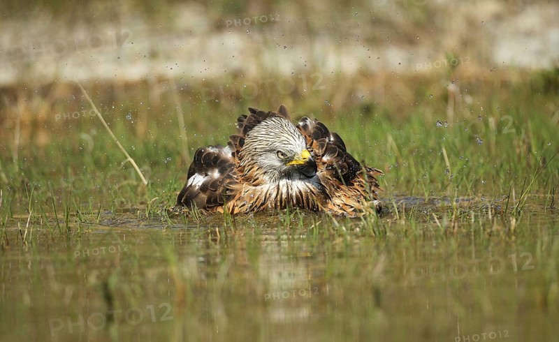 Red Kite