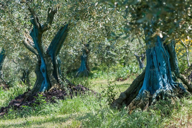 Olive trees