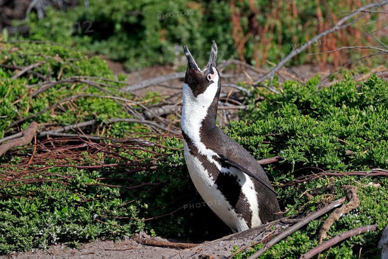 African penguin