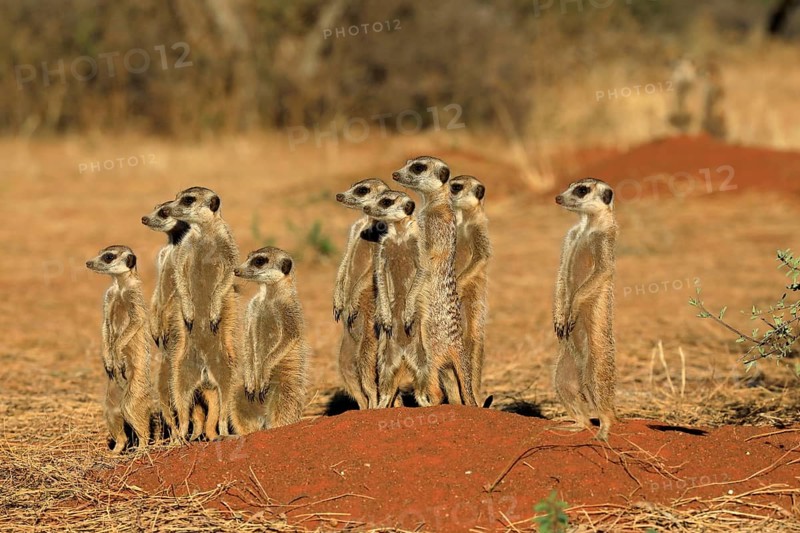 Meerkats