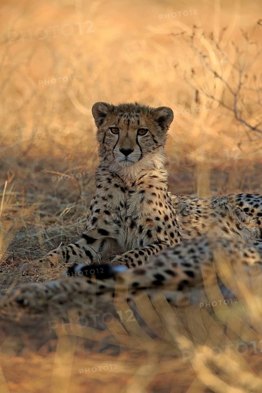 Cheetah
