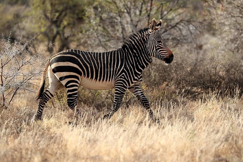 Cape Mountain Zebra