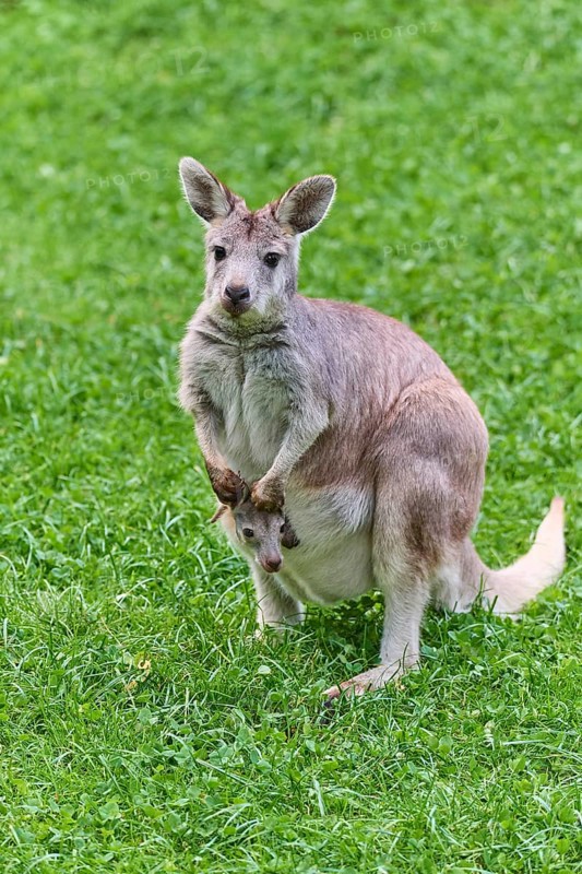 Common Wallaroo