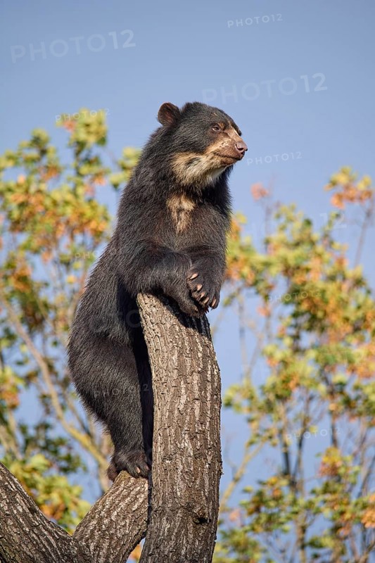 Sun bear