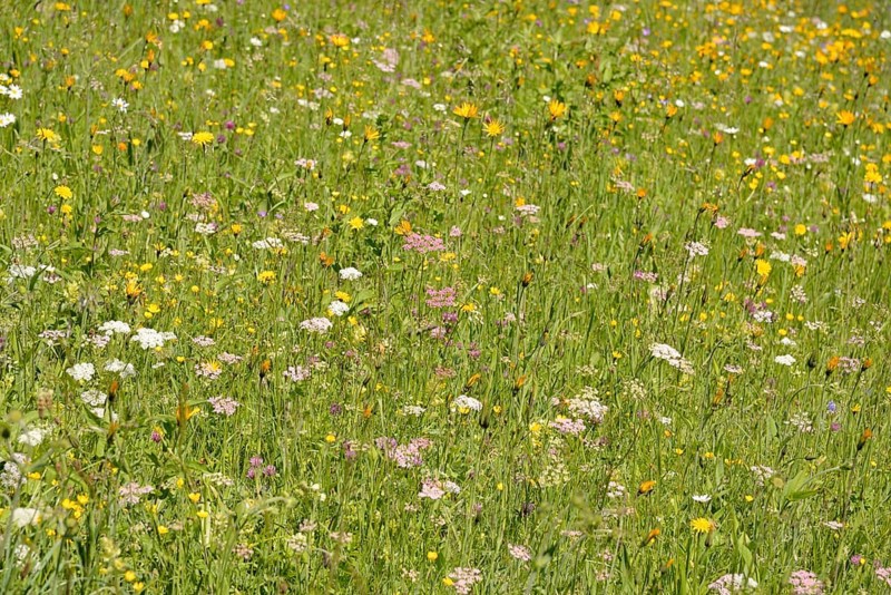Mountain meadow with wildflowers