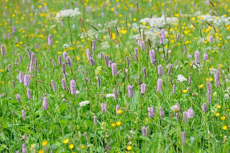Mountain meadow with wildflowers
