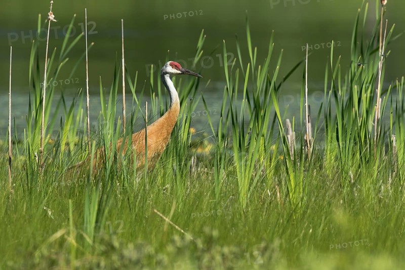 Sandhill crane