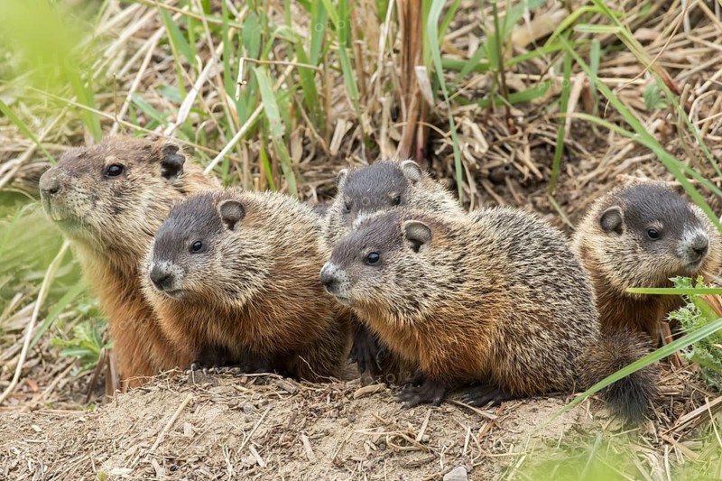 Groundhog