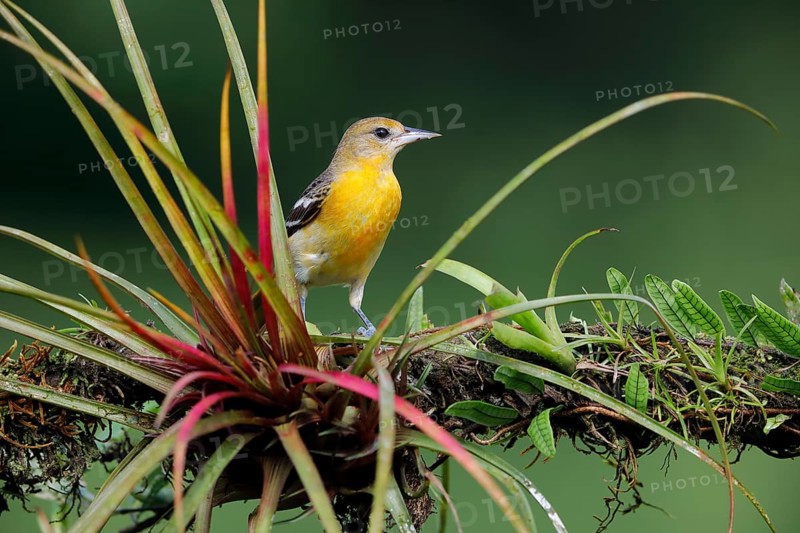 Baltimore oriole