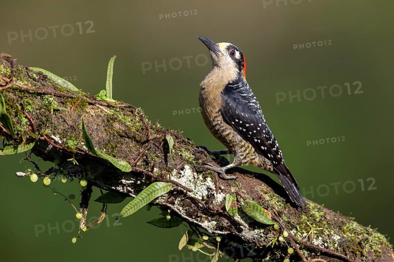 Black-cheeked woodpecker