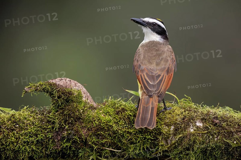 Great kiskadee