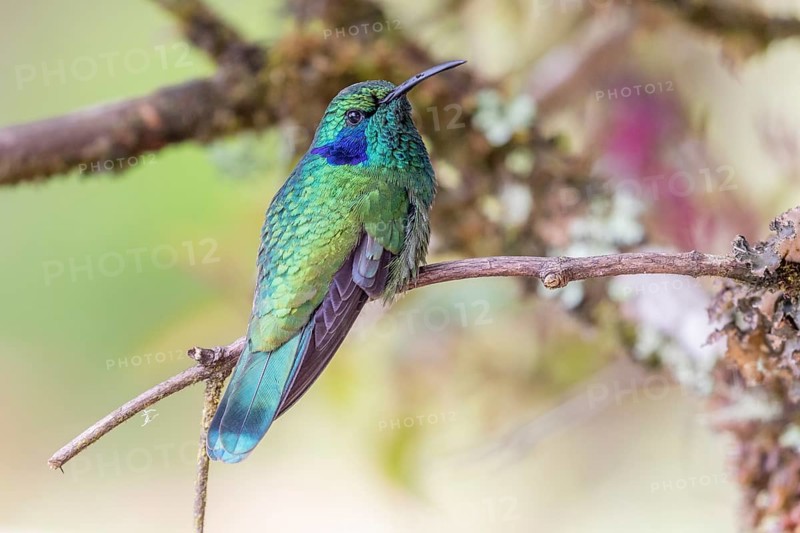 Mexican violetear