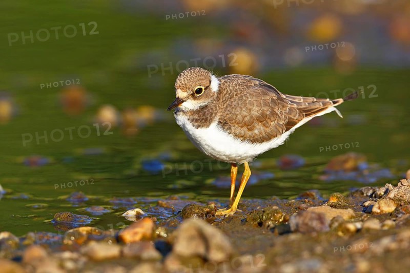 Little Ringed Plover