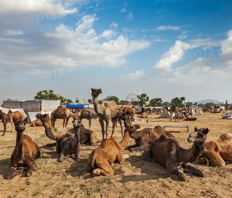 Camels at Pushkar Mela