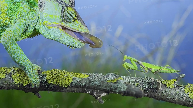 Close-up of mature Veiled chameleon