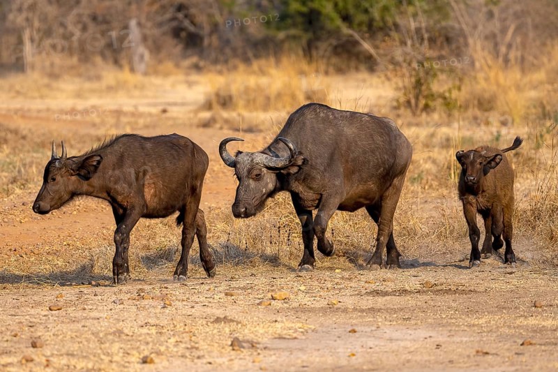 African buffalo